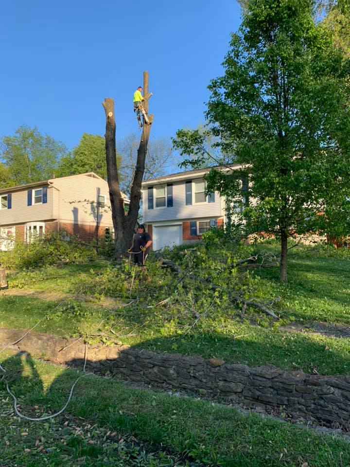 Tree service crew working in Louisville